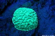Cnidaires Soft and hard corals